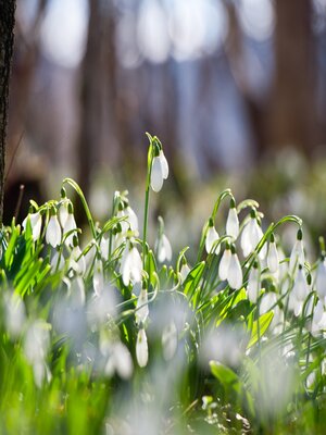 cover image of Весна в английском квартале